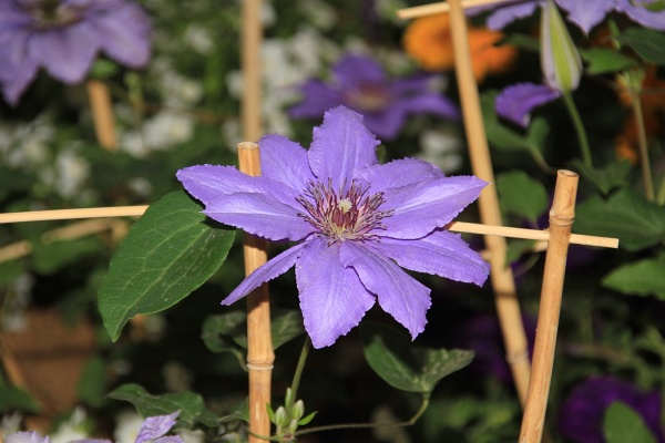 BUGA2011   081.jpg